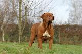 DOGUE DE BORDEAUX 180